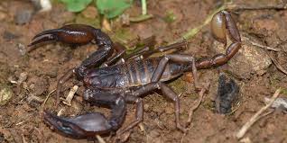 Image result for Arachniodes webbiana