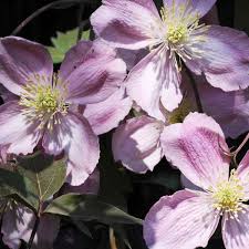 Grandiflora clematis grandiflora clematis anemoniflora clematis longicauda. Clematis Montana Tetrarose Tetra Rose Online Bestellen Bei Schmid Gartenpflanzen