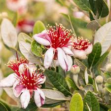 Image result for Feijoa sellowiana