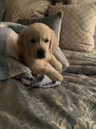 Fully trained golden retriever puppies from golden meadows retrievers have the following abilities from our training services if you're interested in one of our golden retriever puppies for sale, remember that we keep all available options online. Golden Retriever Puppies For Sale Elmer Nj 353702