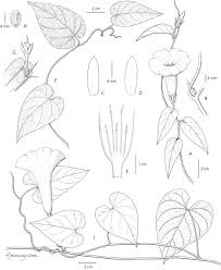 Image result for Ipomoea intrapilosa
