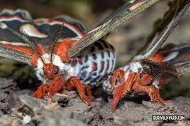 Image result for Cecropia