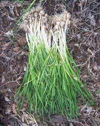 Onion may also be referred to general care onions should be watered thoroughly after planting and once every week thereafter, applying approximately 1 inch of water each time. Wild Onion My Cherokee Garden