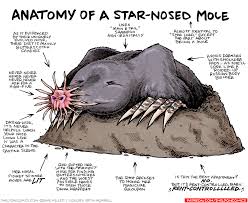 Strip For July 21 2017 Anatomy Of A Star Nosed Mole Shark Art Animal Drawings Animated Drawings