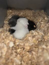 Bunnies and Bows 的个人主页