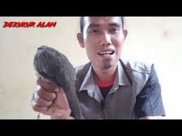 Masteran suara gacoran derkuku tekukur kelantan klasik. 27 15 Mb Suara Derkuku Gacor Istimewa Pancingan Tekukur Derkuku Perkutut Anakan Agar Cepat Bunyi Download Lagu Mp3 Gratis Mp3 Dragon