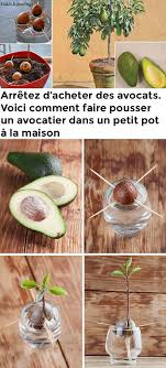 Arretez D Acheter Des Avocats Voici Comment Faire Pousser Un Avocatier Dans Un Petit Pot A La Maison Faire Pousser Un Avocatier Avocatier Avocatier En Pot