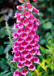 Foxglove Beautiful Flowers Plants Flower Garden