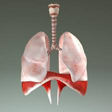 Human Respiratory System 3d Model Ad Respiratory Human Model System In 2020 Human Respiratory System Respiratory System Anatomy Models
