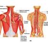 Near the surface, fibers are on an angle to the midline what 2 bones serve as the origin of the sternocleidomastoid? 1