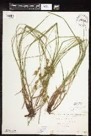 Image result for Carex runssoroensis