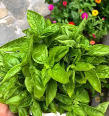 3 Basil Recipes That Aren't Pesto - Creatively Delish