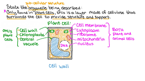 Plant cells mostly made of. Question Video Determining The Organelle That Surrounds The Plant Cell To Provide Structure And Support To The Cell Nagwa