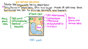 Check spelling or type a new query. Question Video Determining The Organelle That Surrounds The Plant Cell To Provide Structure And Support To The Cell Nagwa