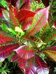 Even when not in flower, their foliage lights up the garden bed. Photo Gallery The Amazing Colors And Patterns Of Tropical Foliage Plant Pictures Tropical Landscaping Tropical Foliage