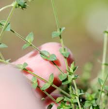 Image result for Cliffortia serpyllifolia