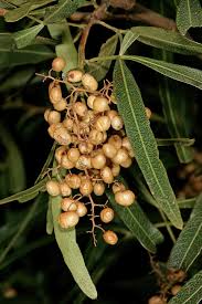 Image result for Searsia lancea