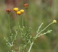 Image result for Pentzia incana