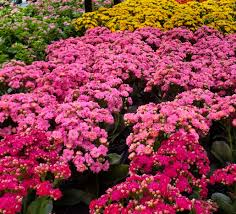 Image result for Kalanchoe