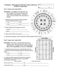 Codon To Amino Acid Circle Chart Worksheet Answers