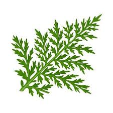 Image result for Artemisia afra