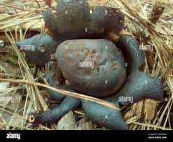 Image result for Scleroderma polyrhizon