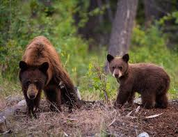 نتیجه جستجوی لغت [bears] در گوگل