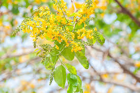 Image result for Pterocarpus indicus