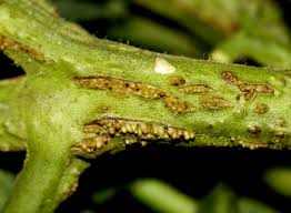 Plants will most commonly attract diseases or pests when they are stressed by too much or too little water. Tomato Diseases Disorders Home Garden Information Center