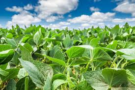 Grain Farmers of Ontario Welcomes ...
