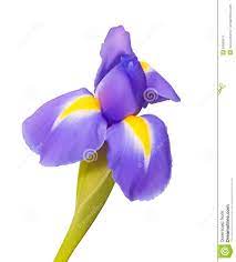 Iris Flower Drawing Flower Drawing Iris Flower Tattoo Iris Flowers