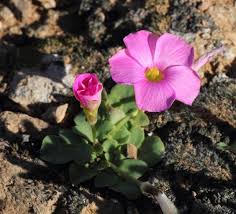Image result for Oxalis depressa