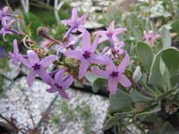 Image result for Cyphia