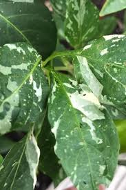 We did not find results for: Causes Cures For Pepper Plant Leaves Turning Yellow