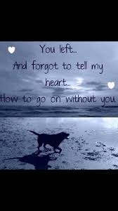  160 Animal Sympathy Quotes Ideas Pet Loss Grief Pet Loss Rainbow Bridge