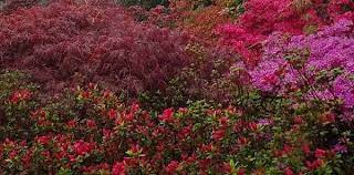 Designing A Japanese Garden In The Uk 3 Key Concepts Japanese Garden Japanese Garden Plants Japanese Garden Design