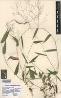 Image result for Panicum calvum