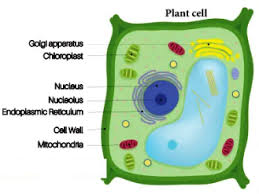 The cell nucleus contains all of the cell's genome, except for the small amount of mitochondrial dna and, in plant cells, plastid dna. Make Sketches Of Animal And Plant Cells Which You Observe Under Microscope Sarthaks Econnect Largest Online Education Community