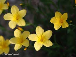 Image result for Linum