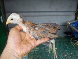 Lihat gambar gambar yang saya dapatkan. Pembiak Ayam Ratu Lhk Dan Malaysia Indio Gigante Anak Ayam Filipina Makin Membesar