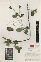 Image result for Strophanthus luteolus