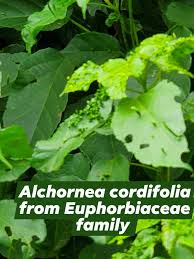 Image result for Alchornea cordifolia