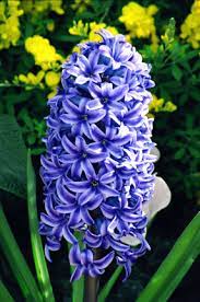 Some flowers may look beautiful, but you will definitely hold your nose when you get closer to them. Hyacinth One Of My Mom S Favorite Kinds Of Flowers She Always Loved The Smell Of Them And How They Could Make Your Flowers Beautiful Flowers Pretty Flowers