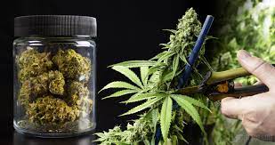 Ernten, wenn großteil der trichome milchig weiß ist. Cannabis Ernte Die Wichtigsten Schritte Zum Sicheren Erfolg Psychotropicon Das Online Magazin Fur Psychonauten