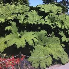 Image result for Gunnera