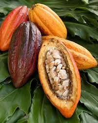 Did You Know That Chocolate In It S Raw Form Is A Fruit I Had A Raw Cacao Protein Shake Today Yummee Con Imagenes Frutas Y Verduras Frutas Exoticas Vainas De Semillas
