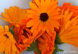 The calendula oil is easy to prepare at home. How To Use Calendula Flowers In Skincare Lovely Greens