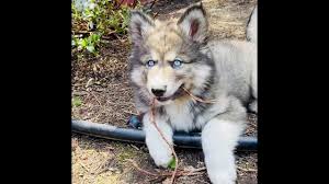 The norrbottenspets is a breed of dog of the spitz type. Native American Indian Dog Norrbottenspets Mix Shop For Your Cause Shop For Your Cause