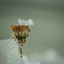 Dandelion Dente De Leao In 2020 Dandelion Flowers Fairy Tales