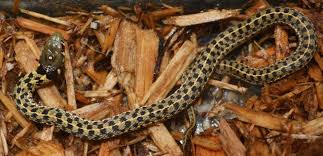 Baby Checkered Garter Snakes For Sale